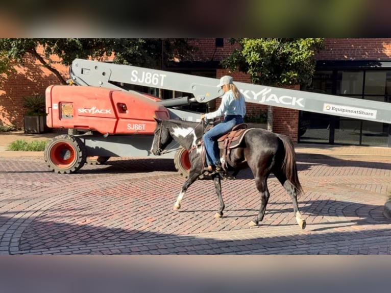 American Quarter Horse Gelding 7 years 14,3 hh Overo-all-colors in Weatherford TX