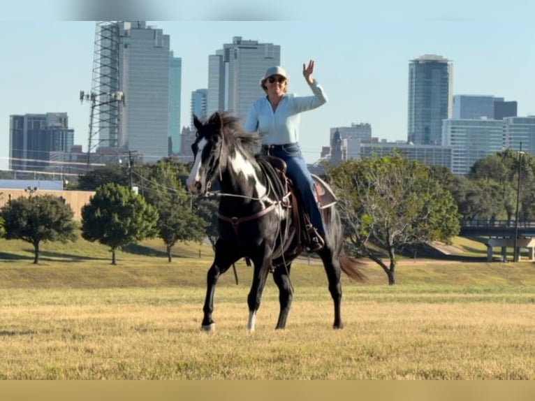 American Quarter Horse Gelding 7 years 14,3 hh Overo-all-colors in Weatherford TX