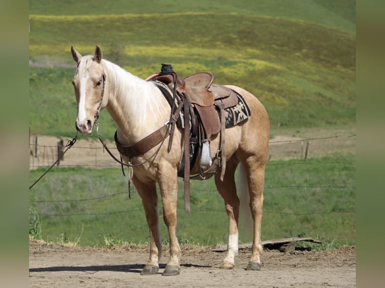 American Quarter Horse Gelding 7 years 14.3 hh Palomino in Tres Pinos
