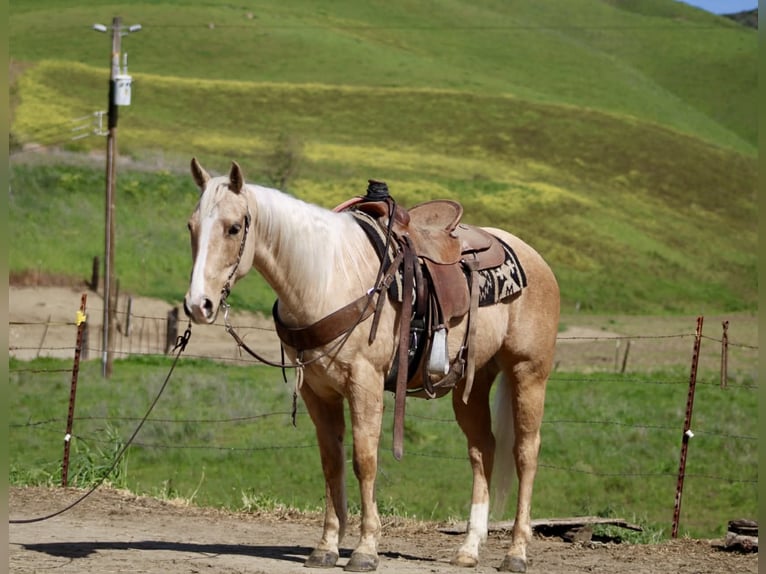 American Quarter Horse Gelding 7 years 14.3 hh Palomino in Tres Pinos