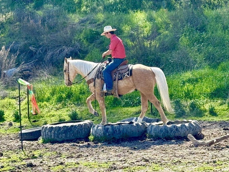 American Quarter Horse Gelding 7 years 14.3 hh Palomino in Tres Pinos