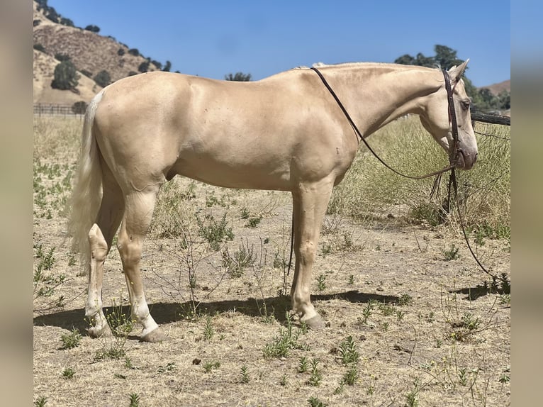 American Quarter Horse Gelding 7 years 14,3 hh Palomino in Paso Robles CA