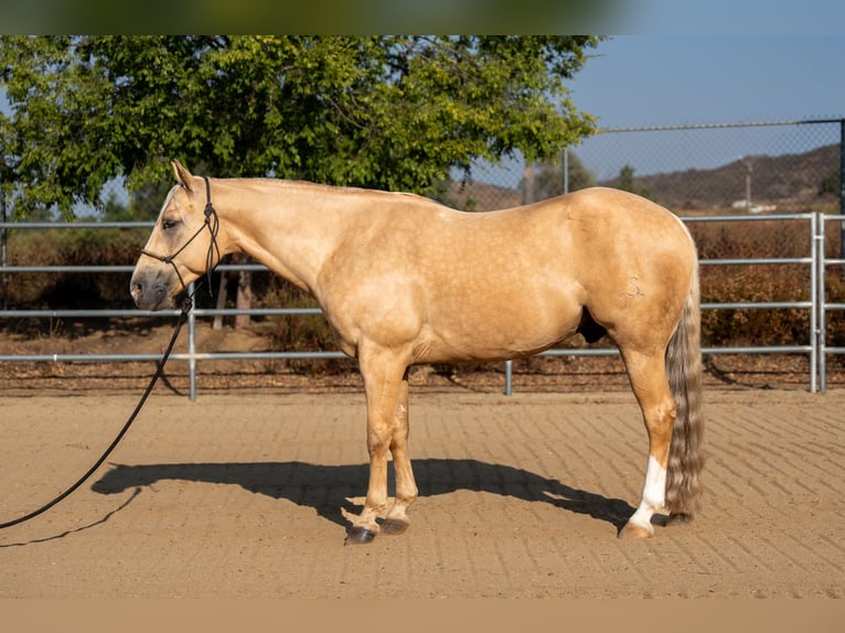 American Quarter Horse Gelding 7 years 14,3 hh Palomino in Perris, CA