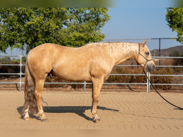 American Quarter Horse Gelding 7 years 14,3 hh Palomino in Perris, CA