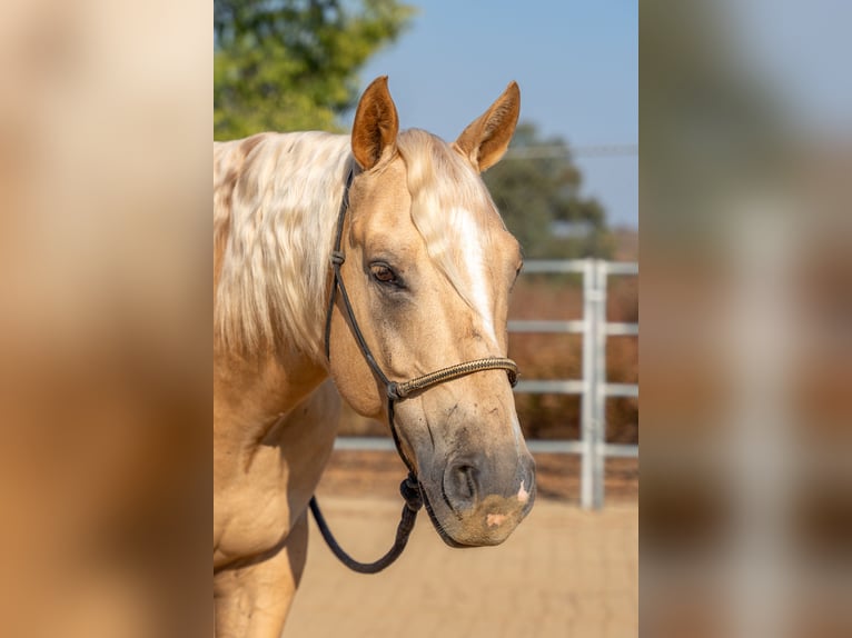 American Quarter Horse Gelding 7 years 14,3 hh Palomino in Perris, CA