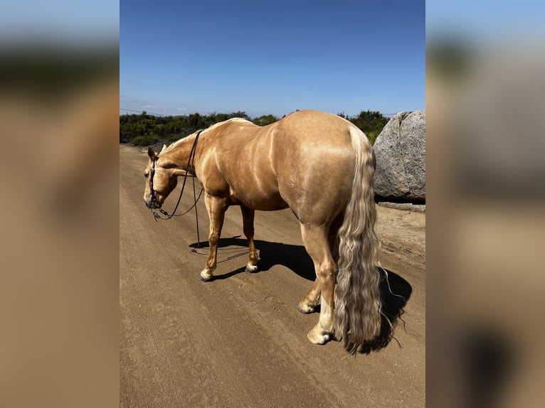 American Quarter Horse Gelding 7 years 14,3 hh Palomino in Perris, CA