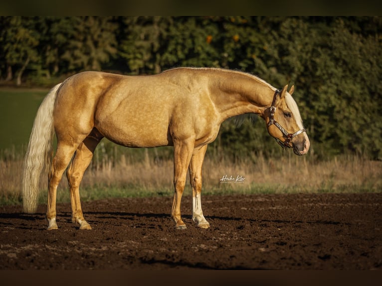 American Quarter Horse Gelding 7 years 14,3 hh Palomino in Laubach