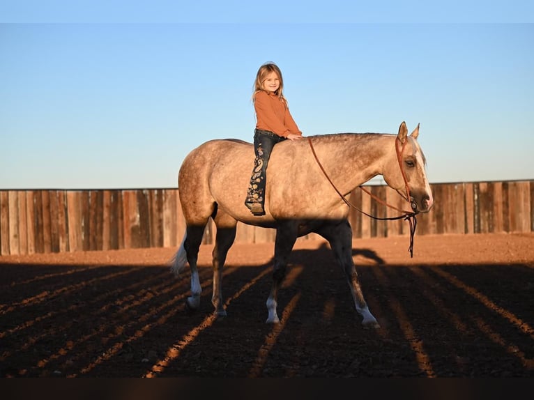 American Quarter Horse Gelding 7 years 14,3 hh Palomino in Waco, TX