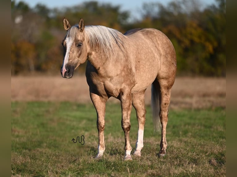 American Quarter Horse Gelding 7 years 14,3 hh Palomino in Waco, TX