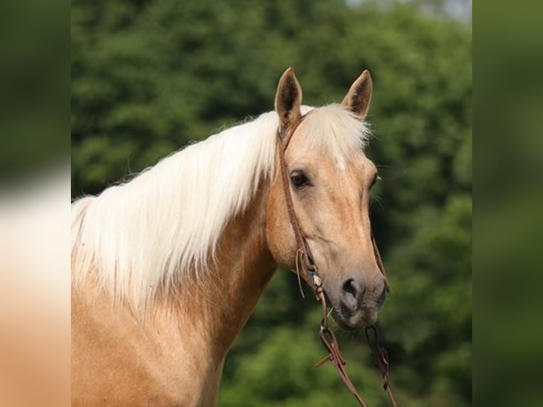 American Quarter Horse Gelding 7 years 14,3 hh Palomino in Mount Vernon, KY