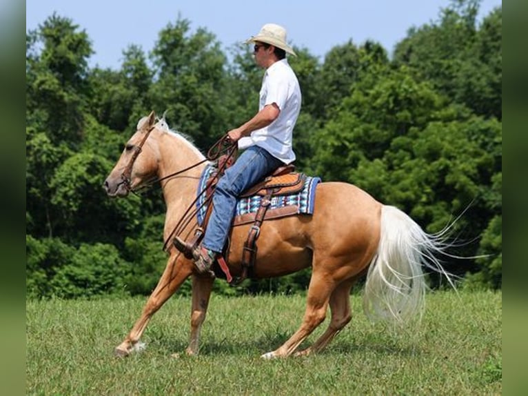 American Quarter Horse Gelding 7 years 14,3 hh Palomino in Mount Vernon, KY