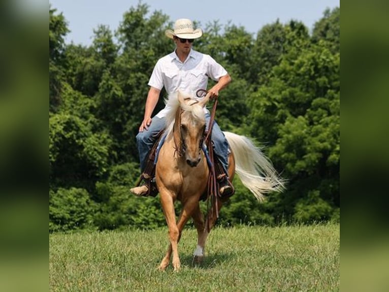 American Quarter Horse Gelding 7 years 14,3 hh Palomino in Mount Vernon, KY