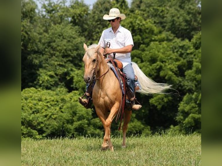 American Quarter Horse Gelding 7 years 14,3 hh Palomino in Mount Vernon, KY