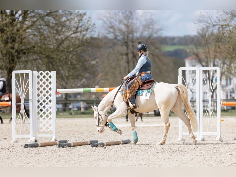 American Quarter Horse Gelding 7 years 14.3 hh Perlino in Bellheim