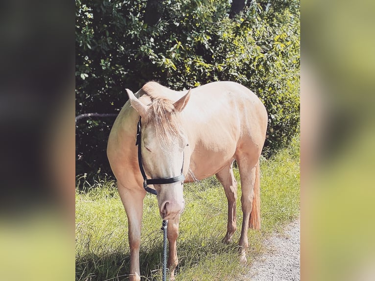 American Quarter Horse Gelding 7 years 14,3 hh Perlino in Mannersdorf am Leithagebirge