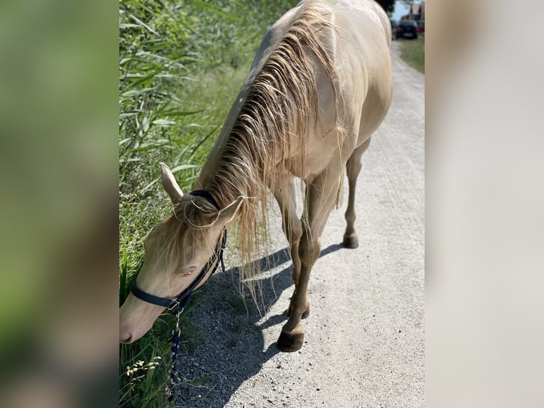 American Quarter Horse Gelding 7 years 14,3 hh Perlino in Mannersdorf am Leithagebirge