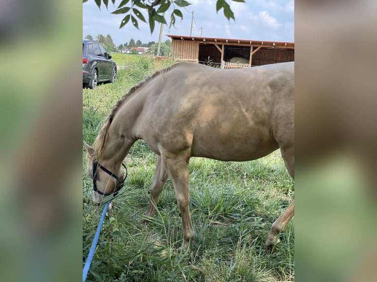 American Quarter Horse Gelding 7 years 14,3 hh Perlino in Mannersdorf am Leithagebirge