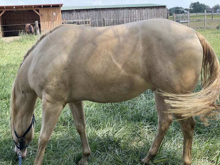 American Quarter Horse Gelding 7 years 14,3 hh Perlino in Mannersdorf am Leithagebirge