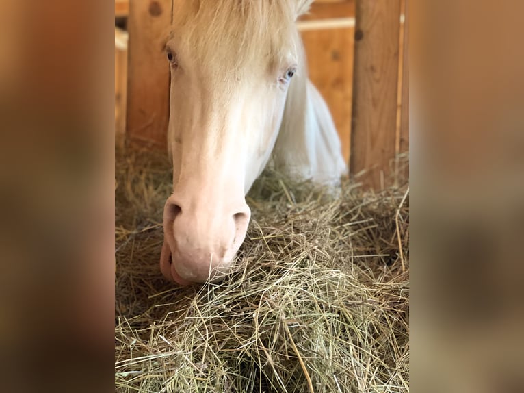 American Quarter Horse Gelding 7 years 14,3 hh Perlino in Mannersdorf am Leithagebirge