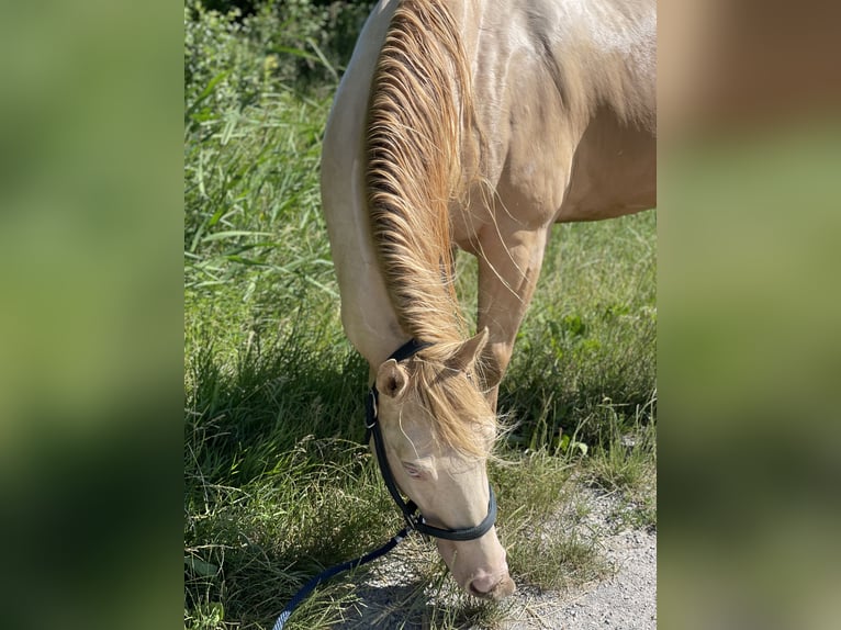 American Quarter Horse Gelding 7 years 14,3 hh Perlino in Mannersdorf am Leithagebirge