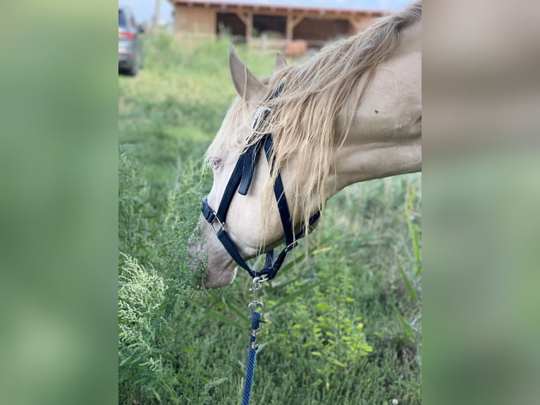 American Quarter Horse Gelding 7 years 14,3 hh Perlino in Mannersdorf am Leithagebirge