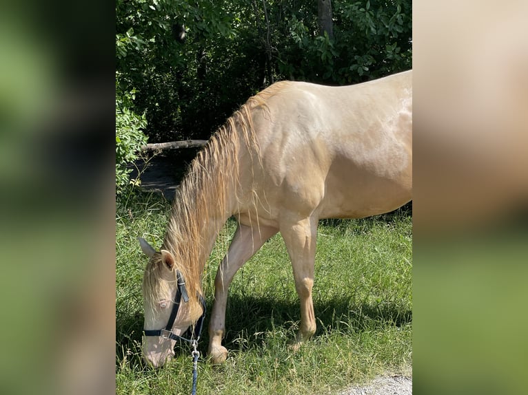 American Quarter Horse Gelding 7 years 14,3 hh Perlino in Mannersdorf am Leithagebirge