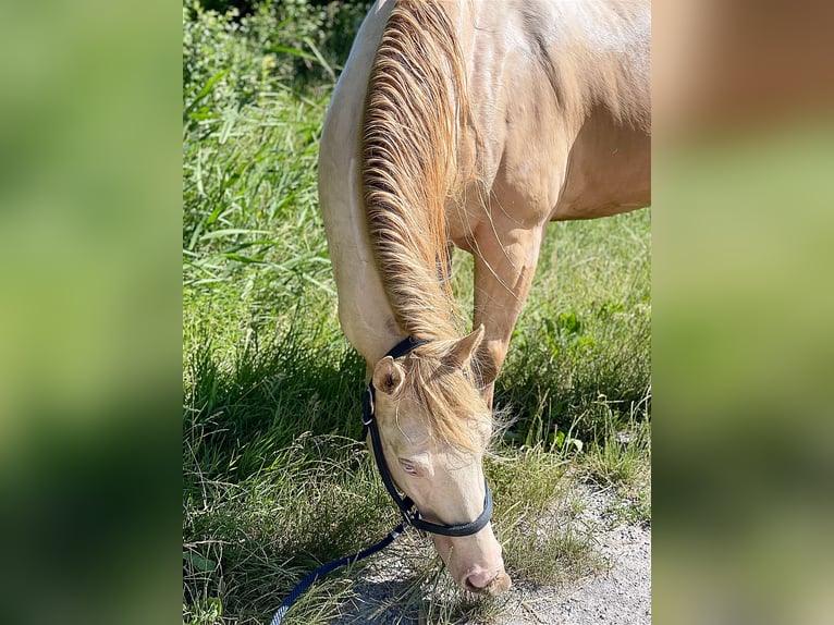 American Quarter Horse Gelding 7 years 14,3 hh Perlino in Mannersdorf am Leithagebirge