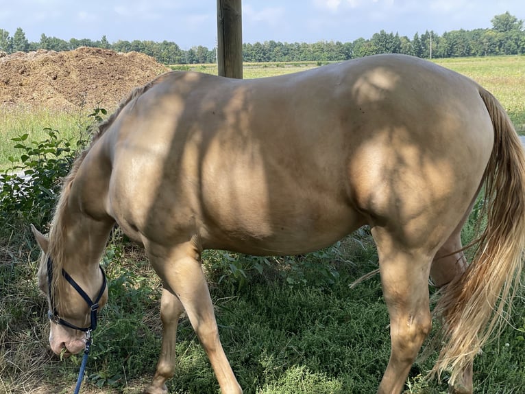 American Quarter Horse Gelding 7 years 14,3 hh Perlino in Mannersdorf am Leithagebirge