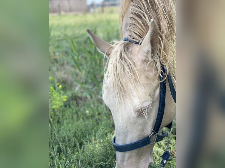 American Quarter Horse Gelding 7 years 14,3 hh Perlino in Mannersdorf am Leithagebirge