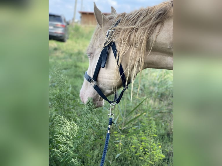 American Quarter Horse Gelding 7 years 14,3 hh Perlino in Mannersdorf am Leithagebirge