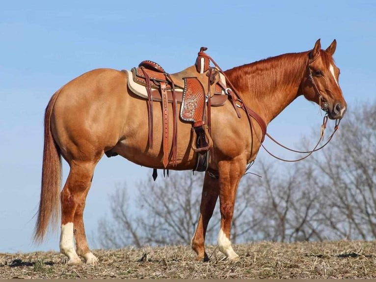 American Quarter Horse Gelding 7 years 14,3 hh Red Dun in Shippenville