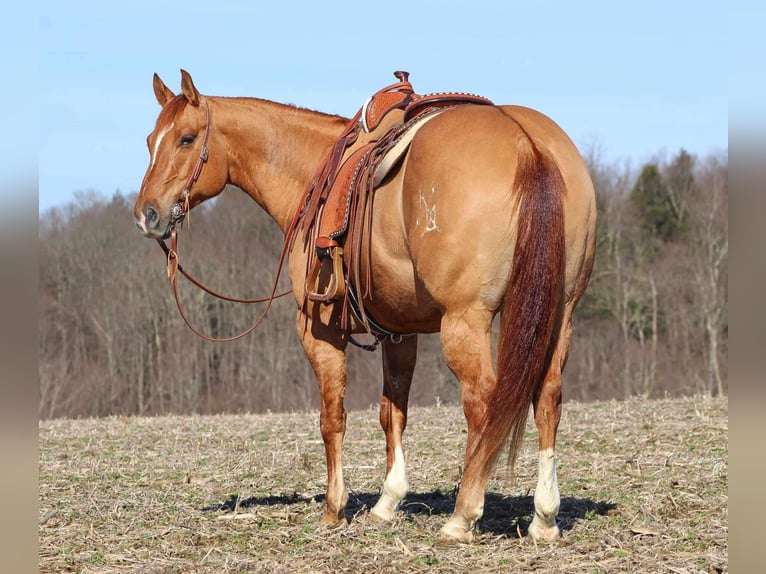 American Quarter Horse Gelding 7 years 14,3 hh Red Dun in Shippenville