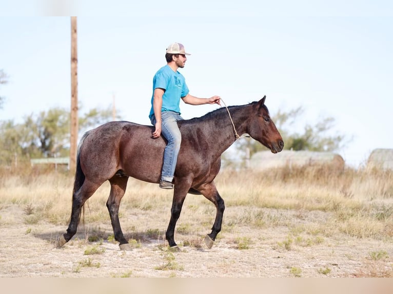 American Quarter Horse Gelding 7 years 14,3 hh Roan-Bay in Canyon, TX