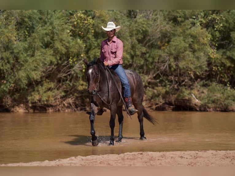 American Quarter Horse Gelding 7 years 14,3 hh Roan-Bay in Canyon, TX