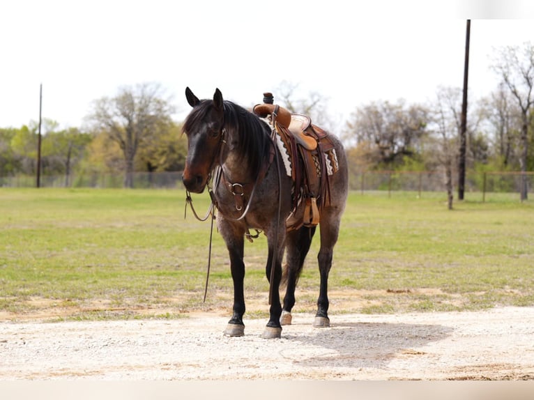 American Quarter Horse Gelding 7 years 14,3 hh Roan-Bay in Pilot Point, TX