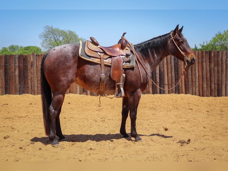 American Quarter Horse Gelding 7 years 14,3 hh Roan-Bay in jOSHUA tx