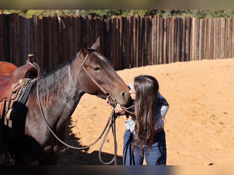 American Quarter Horse Gelding 7 years 14,3 hh Roan-Bay in jOSHUA tx