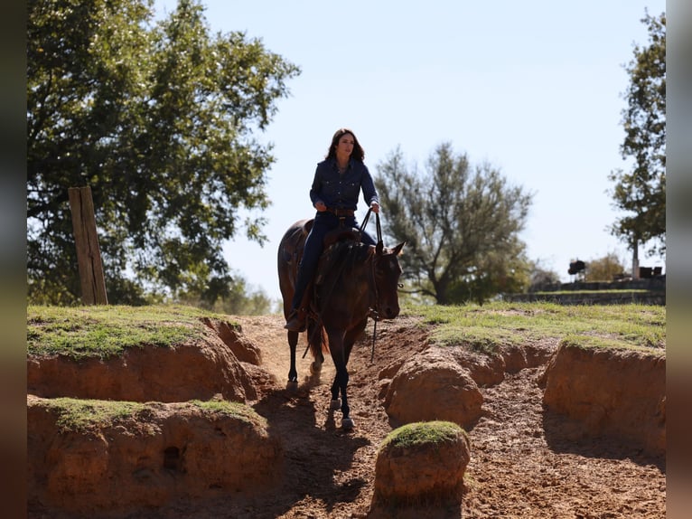 American Quarter Horse Gelding 7 years 14,3 hh Roan-Bay in jOSHUA tx