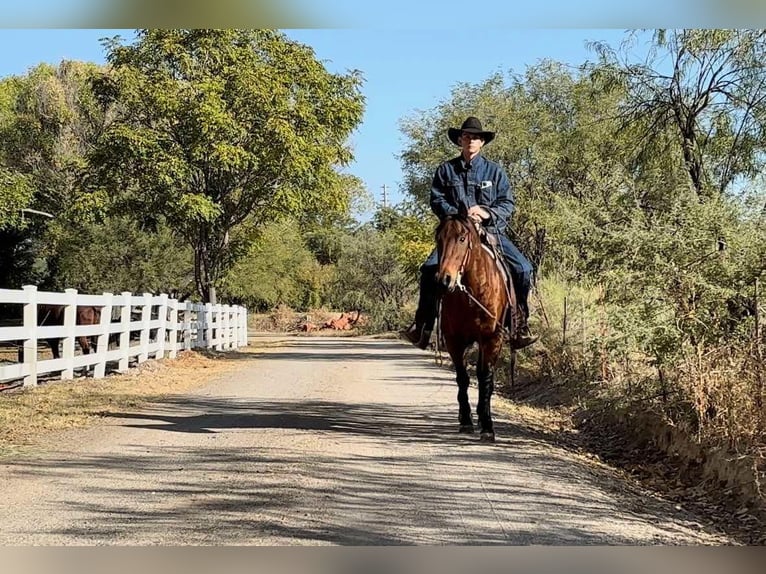 American Quarter Horse Gelding 7 years 14,3 hh Roan-Bay in Camp Verde AZ