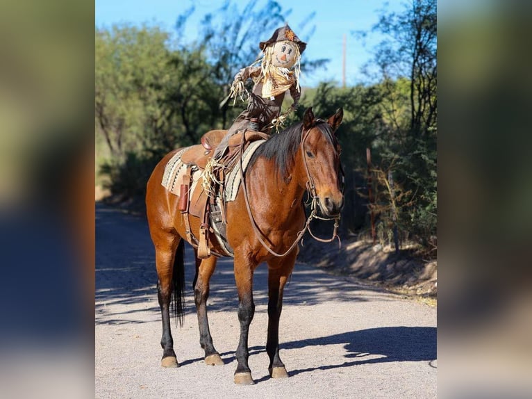 American Quarter Horse Gelding 7 years 14,3 hh Roan-Bay in Camp Verde AZ