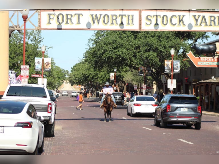 American Quarter Horse Gelding 7 years 14,3 hh Roan-Bay in Stephenville tX