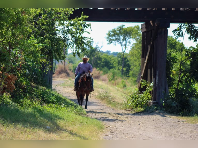 American Quarter Horse Gelding 7 years 14,3 hh Roan-Bay in Stephenville tX