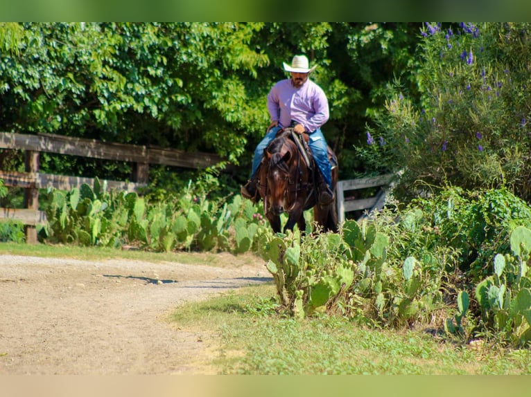 American Quarter Horse Gelding 7 years 14,3 hh Roan-Bay in Stephenville tX