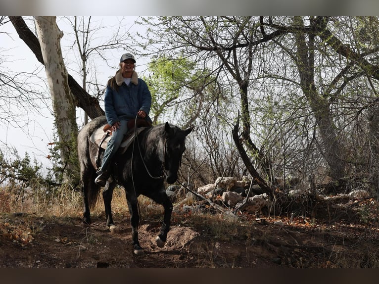 American Quarter Horse Gelding 7 years 14,3 hh Roan-Blue in Camp Verde AZ