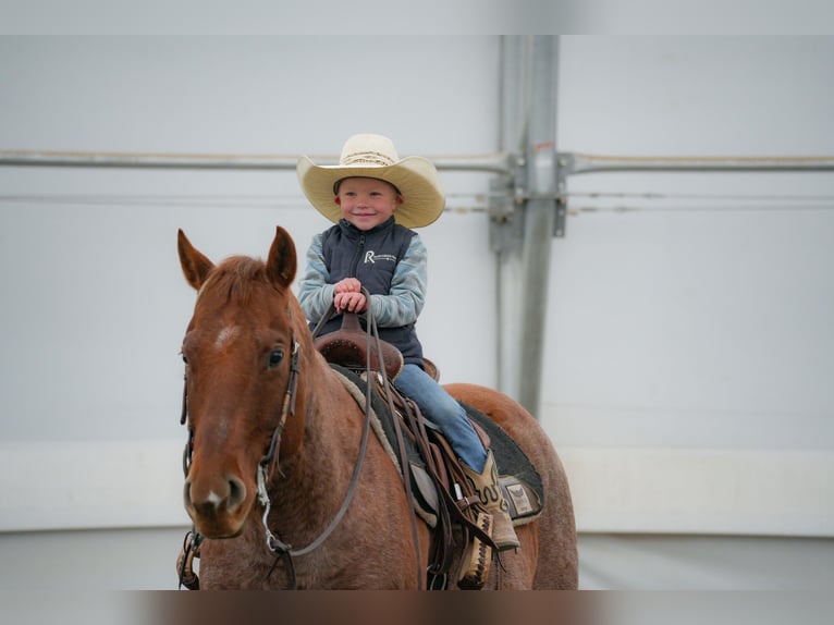 American Quarter Horse Gelding 7 years 14.3 hh Roan-Red in Saint Anthony