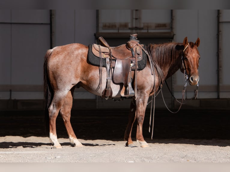 American Quarter Horse Gelding 7 years 14.3 hh Roan-Red in Saint Anthony