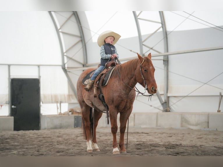 American Quarter Horse Gelding 7 years 14.3 hh Roan-Red in Saint Anthony