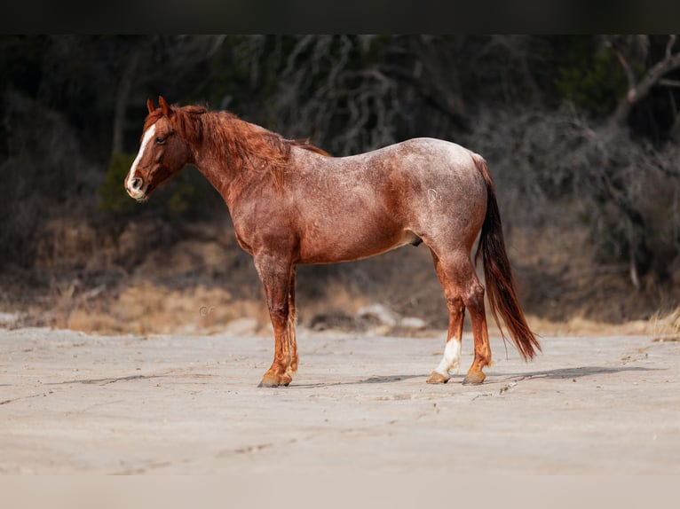 American Quarter Horse Gelding 7 years 14,3 hh Roan-Red in Amarillo, TX