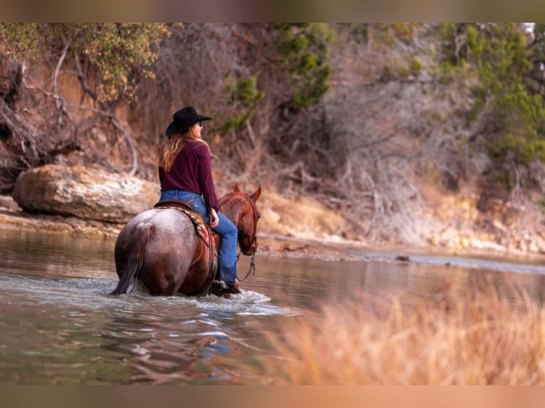 American Quarter Horse Gelding 7 years 14,3 hh Roan-Red in Amarillo, TX