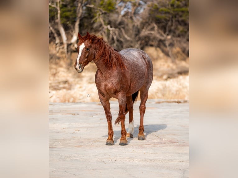 American Quarter Horse Gelding 7 years 14,3 hh Roan-Red in Amarillo, TX